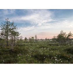 Heavy Duty Wooden Knife fr-FR